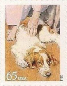 Therapy Dog (Canis lupus familiaris)