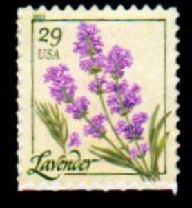 Lavender (from pane)