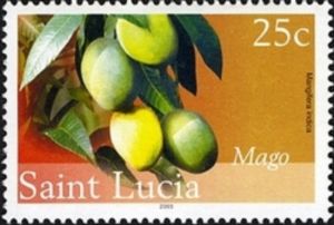 Mango (Mangifera indica)