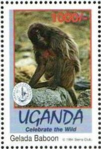 Gelada (Theropithecus gelada)