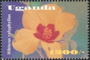 Hibiscus calyphyllus