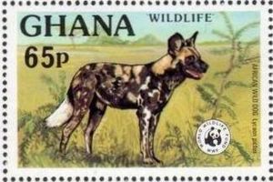 West African Wild Dog (Lycaon pictus manguensis)