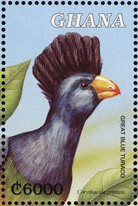 Great Blue Turaco (Corythaeola cristata)