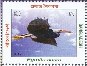 Pacific Reef Heron (Egretta sacra)