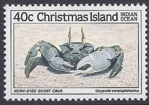 Horn-eyed Ghost Crab (Ocypode ceratophthalma)