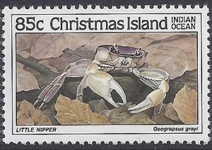 Little Nipper (Geograpsus grayi)