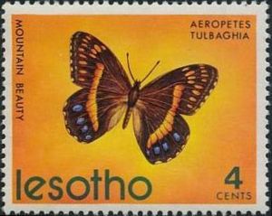 Table Mountain Beauty (Aeropetes tulbaghia)