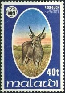 Southern Mountain Reedbuck (Redunca fulvorufula)