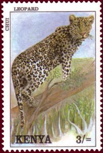 Leopard (Panthera pardus)