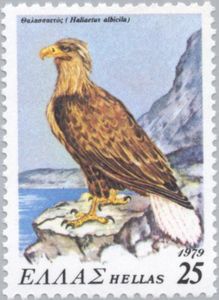 White-tailed Eagle (Haliaetus albicilla)