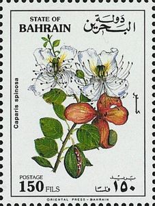 Caper bush (Capparis spinosa)