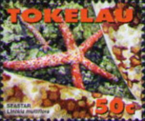 Seastar (Linckia multiflora)