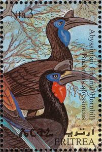 Abyssinian Ground Hornbill (Bucorvus abyssinicus)