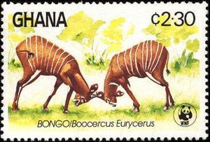 Bongo (Boocercus eurycerus)