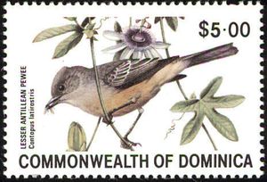 Lesser Antillean Pewee (Contopus latirostris)