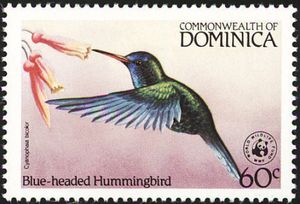 Blue-headed Hummingbird (Cyanophaia bicolor)