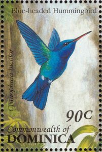 Blue-headed Hummingbird (Cyanophaia bicolor)