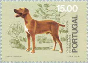 Portuguese Pointer (Canis lupus familiaris)