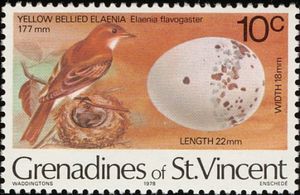 Yellow-bellied Elaenia (Elaenia flavogaster)