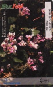 Haberlea Rhodopensis