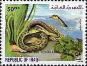 Dice Snake (Natrix tessellata)