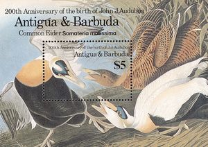 Common Eider (Somateria mollissima)