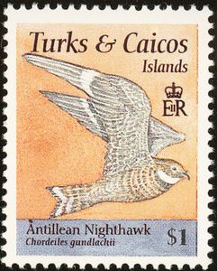 Antillean Nighthawk (Chordeiles gundlachii)