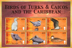 Birds of the Caribbean