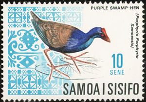 Purple Swamphen (Porphyrio porphyrio samoensis)