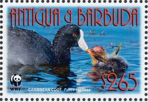 Caribbean Coot (Fulica caribaea) Feeding Chick