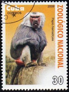 Hamadryas Baboon (Papio hamadryas)