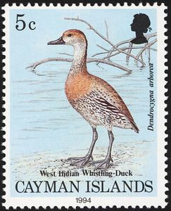 West Indian Whistling Duck (Dendrocygna arborea)