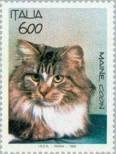 Maine Coon Cat (Felis silvestris catus)