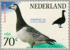 Barnacle Goose (Branta leucopsis)