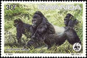 Mountain Gorilla (Gorilla gorilla beringei)