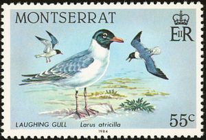 Laughing Gull (Larus atricilla)