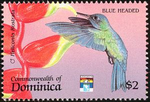 Blue-headed Hummingbird (Cyanophaia bicolor)