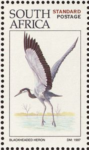Black-headed Heron (Ardea melanocephala)