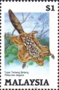 Spotted Giant Flying Squirrel (Petaurista elegans)