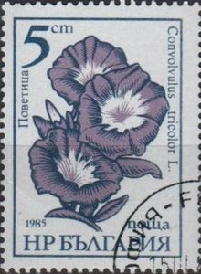 Bindweed - Convolvulus tricolor