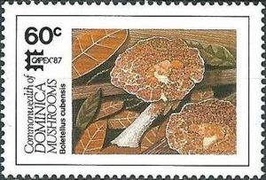 Boletellus cubensis