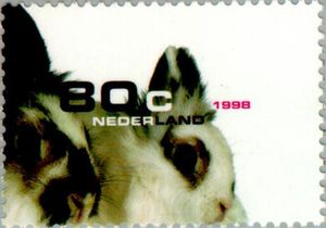 European Rabbit (Oryctolagus cuniculus domesticus)