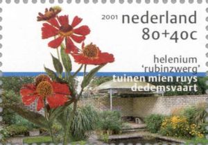 Helenium "Rubin Dwarf"