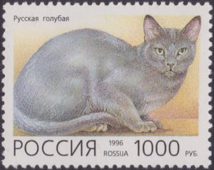 Russian Blue (Felis silvestris catus)