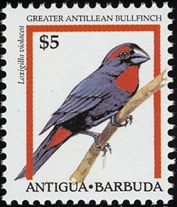 Greater Antillean Bullfinch (Loxigilla violacea)