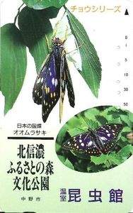 Giant Purple Emperor Butterflies