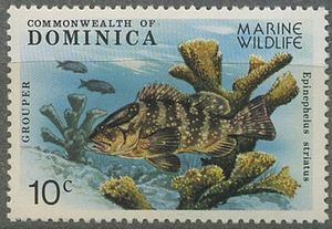 Nassau Grouper (Epinephelus striatus)