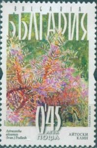 Astracantha aitosensis