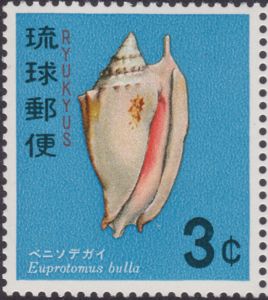 Bubble Conch (Euprotomus bulla)
