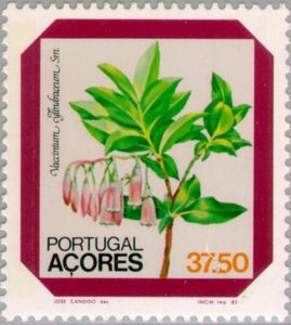 Flower - Vaccinium cylindraceum Sm